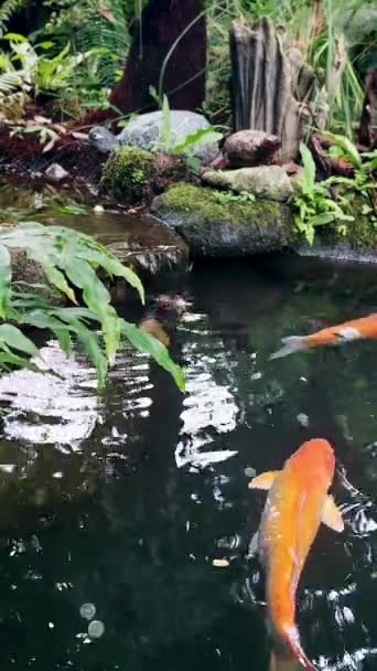 Вертикальні Риби Koi Течії Ставка — стокове відео