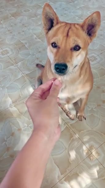 Pov Shot Cute Pet Dog Getting Hand Fed Some Treats — Stock Video