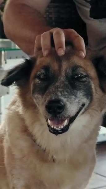 Titta Njutning Hund Ansikte Samtidigt Huvud Massage — Stockvideo