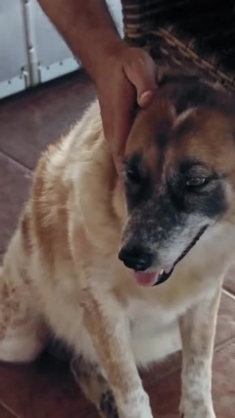 Huisdier Hond Kwijlt Terwijl Het Krijgen Van Huisdieren Hoofd Krassen — Stockvideo