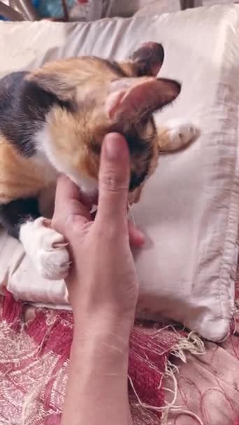 Pov Handheld Shot Calico Cat Playing Woman Hand — Stock Video