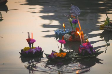 Tayland 'ın göletindeki nilüfer.