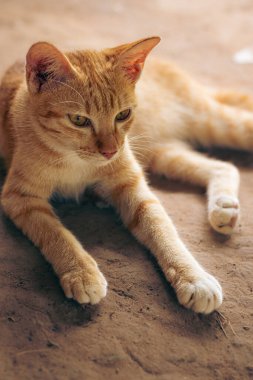 Yerde bir kedinin portresi