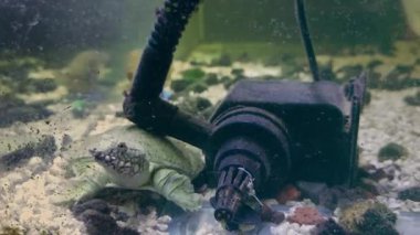 Akvaryumdaki balıklar, yaklaşın.