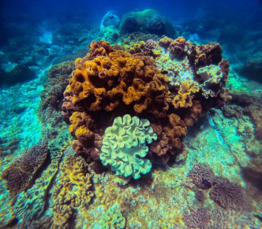 Renkli mercan resifi berrak suyun altında gelişiyor.