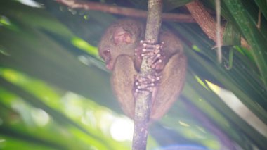 Uyuyan tarsier sıkıca sarılmış ağaç dalına