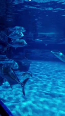 Trevally balıklarının ve resif köpekbalıklarının bir akvaryumun içinde yüzdükleri gizli bir sualtı sahnesi.