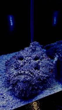 Bir akvaryumun içindeki kumla kamufle olmuş ölümcül bir taşbalığı gösteren el bilgisayarı.