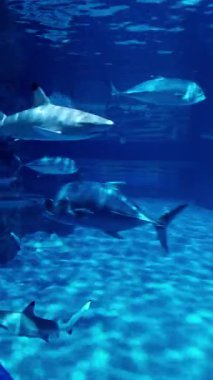 Trevally balıklarının ve resif köpekbalıklarının bir akvaryumun içinde yüzdükleri gizli bir sualtı sahnesi.