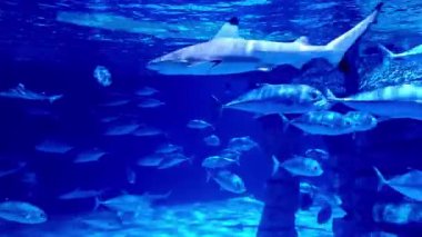 Blacktip köpekbalığı bir akvaryumun içinde trevally sürüleri arasında yüzüyor.