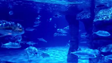 Trevally yüzme okullarını bir akvaryumun içinde siyah uçlu köpekbalığı takip ediyor.