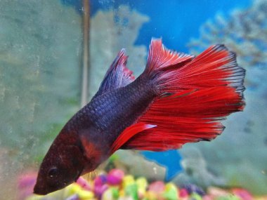 Yakın plan kırmızı Siyam dövüş balığı Akvaryumu 'nda su altında