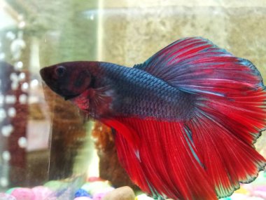 Denizde kırmızı balık betta balığı, Siyam dövüşen balığı 
