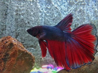 Denizde kırmızı balık betta balığı, Siyam dövüşen balığı 