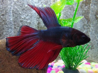Denizde kırmızı balık betta balığı, Siyam dövüşen balığı 