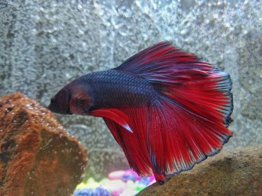 Denizde kırmızı balık betta balığı, Siyam dövüşen balığı 