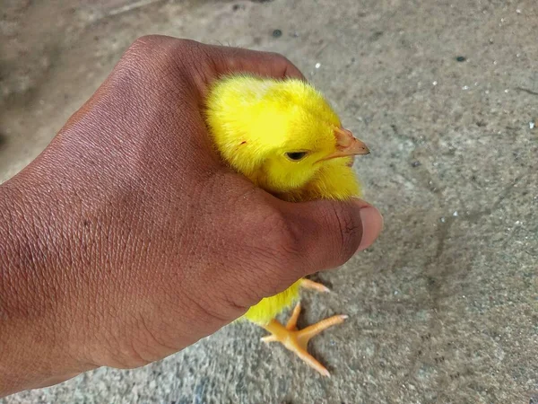 Chick Het Houden Van Menselijke Hand Baby Kip Gele Kleur — Stockfoto