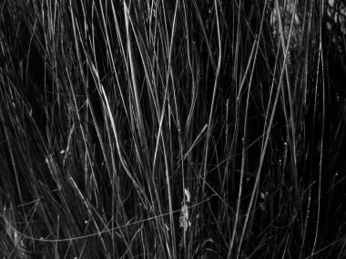 bir ağacın siyah beyaz fotoğrafı