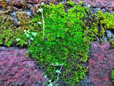 green moss on the wall brick for natural background design elements 