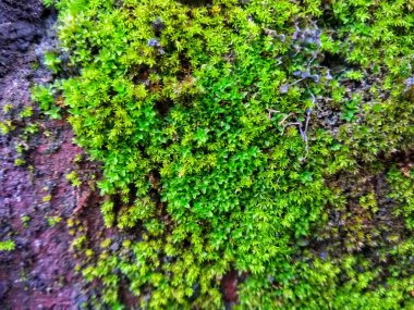 green moss on the wall brick for natural background design elements 