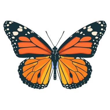 Güzel kırlangıç kelebeği çizimi izole edilmiş.