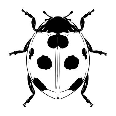 Güzel uğur böceği çizgi filmi çizimi izole edildi