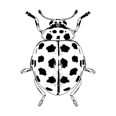 Güzel uğur böceği çizgi filmi çizimi izole edildi