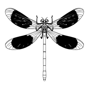 Güzel yusufçuk karikatür çizimi izole edildi