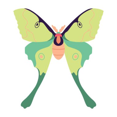 Güve Gecesi Kelebek Çizgi Filmi İzole Edildi