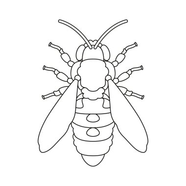 Bal Arısı Böceği Çizgi Filmi İzole Edildi