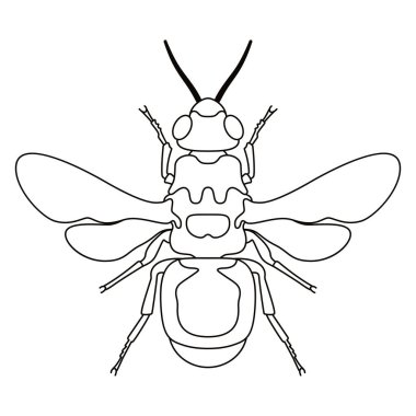 Bal Arısı Böceği Çizgi Filmi İzole Edildi