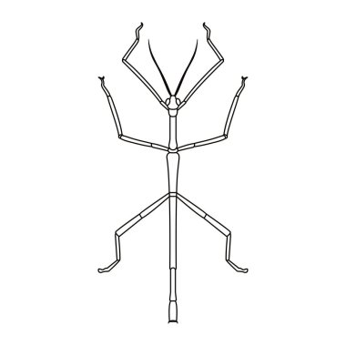 Çubuk Böceği Çizgi Filmi İzole Edildi