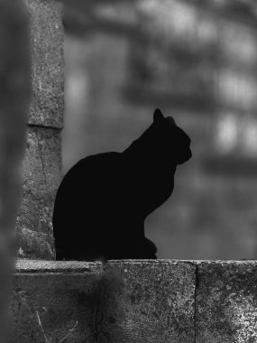 Kara kedi gece şehre bakıyor. Kedi taştan bir çitin üzerinde oturur ve yüksek kaliteli fotoğrafı bekler.