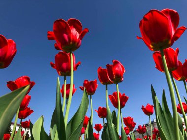 Şafak vakti güneş ışığında tarlada kırmızı çiçekler beliriyor. Yüksek kalite fotoğraf