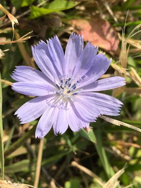 Bir tarlada polen toplamak için bekleyen diğer çiçeklerin arasında pembe bir çiçek. Yüksek kalite fotoğraf
