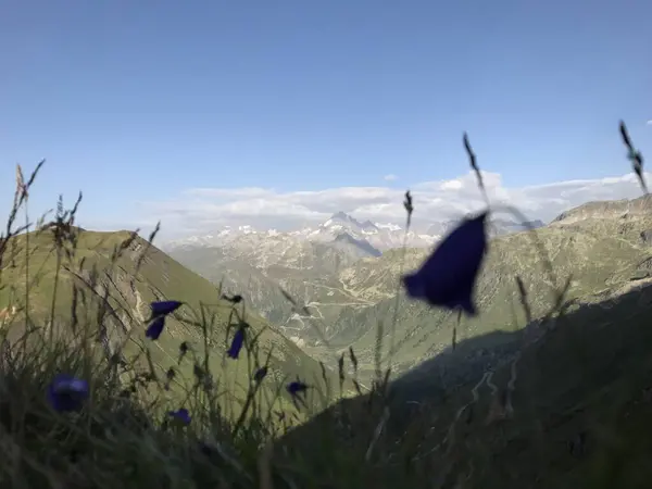 Alpler bir çiçeğin arka planına karşı. Yüksek kalite fotoğraf