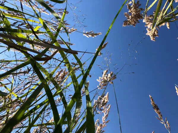Çimenler aşağıdan gökyüzüne ve çimlerin çevresi yazın uzun ve yeşildir. Yüksek kalite fotoğraf