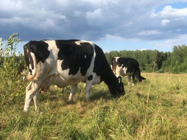 Benekli inekler kırsalda mavi bir gökyüzünün altındaki bir tarlada ot yiyorlar. Yüksek kalite fotoğraf