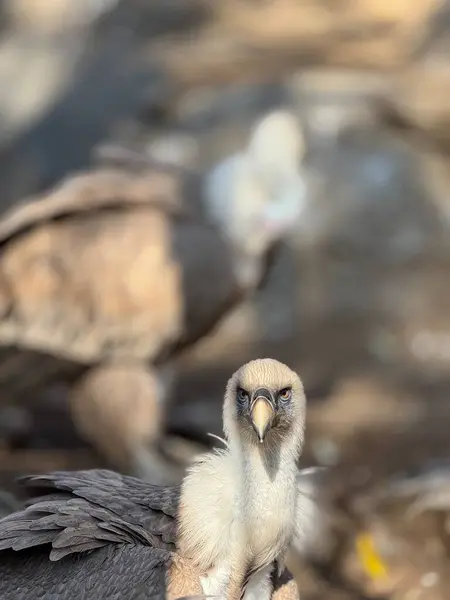 Bir akbaba uzaktan bakar ve akşam yemeği için avını takip eder. Yüksek kalite fotoğraf
