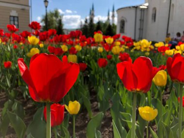 Sahada kırmızı ve sarı çiçekler sabah şafak vakti güneş ışığı ve makrodan görünüyor. Yüksek kalite fotoğraf