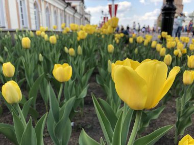 Sarı çiçekler tarlada, güneş ışığında şafak vakti ve makro ışıkta. Yüksek kalite fotoğraf