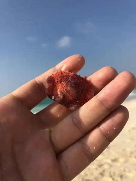 Parlak yaz gününde mavi gökyüzüne karşı parlak bir deniz kabuğu. Yüksek kalite fotoğraf