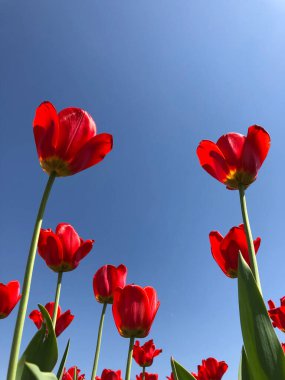 Kırmızı mükemmel çiçekler tarlada, gün ışığında mavi gökyüzü ile şafak vakti aşağıdan görünüyor. Yüksek kalite fotoğraf