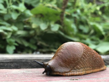 Bir İspanyol salyangozu bir yaz günü ahşap bir bankta yemek için sürünür. Yüksek kalite fotoğraf