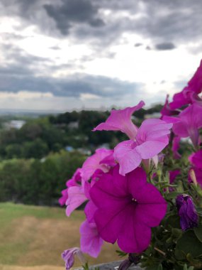Yaz güneşinin altındaki bir tarlada parlak kırmızı haşhaş çiçeği. Yüksek kalite fotoğraf