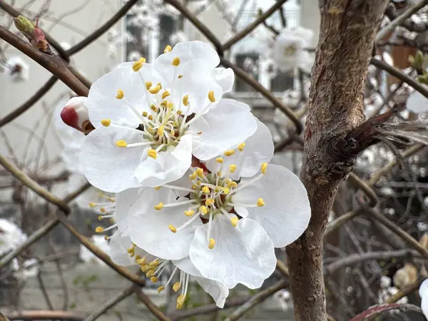 Kayısı ağacı çiçekleri mavi gökyüzüne yaklaşır. Yüksek kalite fotoğraf