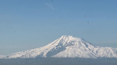 Ararat Dağı 'nın arka planında uçan kara kargalar ve kar şapkalı mavi gökyüzü. Yüksek kalite 4k görüntü