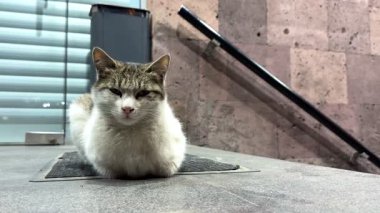 Koyu yeşil gözlü, beyaz bıyıklı ve pembe burunlu evsiz beyaz ve gri bir kedi patileri altında gri bir merdivende ağır çekimde yatıyor. Yüksek kalite 4k görüntü