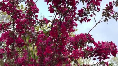 Ağaçtaki parlak pembe çiçekler mavi gökyüzüne karşı ağır çekimde. Yüksek kalite 4k görüntü