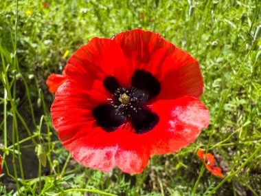 Papaver canlı kırmızı gelincik çiçeği. Bahçede parlak kırmızı haşhaş çiçeği. Kırmızı çiçekler. Yakın plan, yüksek kalite fotoğraf. - Evet. Yüksek kalite fotoğraf